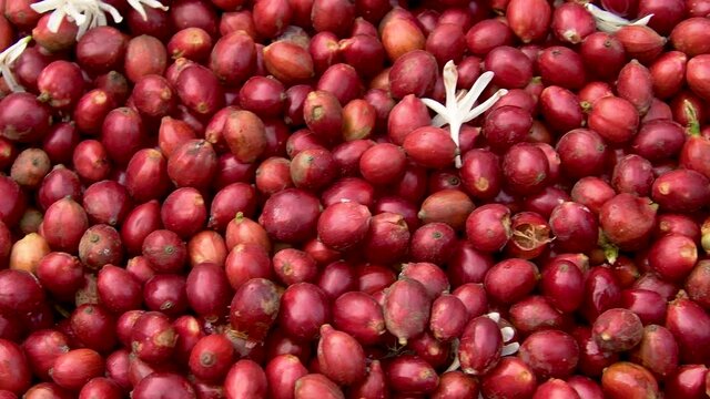 Hand farmer picking coffee bean in coffee process agriculture background, farmer picking ripe cherry beans, Fresh coffee bean in the basket, Close up of red berries coffee beans.