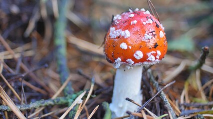 Red Fly Agaric Amanita Muscaria Poisonous Mushroom in Autumn Forest Close-Up