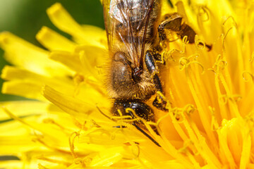 Honey bee covered with yellow pollen drink nectar, pollinating yellow dandelion flower. Inspirational natural floral spring or summer blooming garden background. Life of insects. Macro, close up