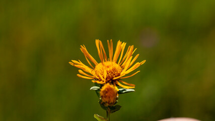 A close-up photo of AlantS (in Latin Elecampane).  It is native to Eurasia from Spain to Xinjiang Province. This photo is from Turkey where is so wealthy about the species of plants. 