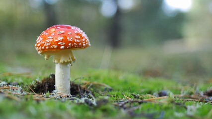 Red Fly Agaric Amanita Muscaria Poisonous Mushroom in Autumn Forest Close-Up