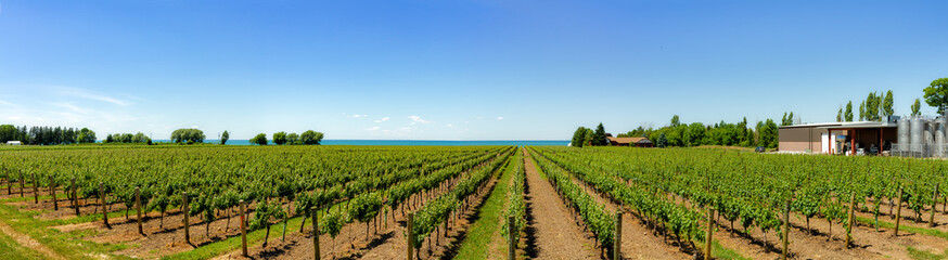 Vineyard on tha lake shore of Niagara on the lake