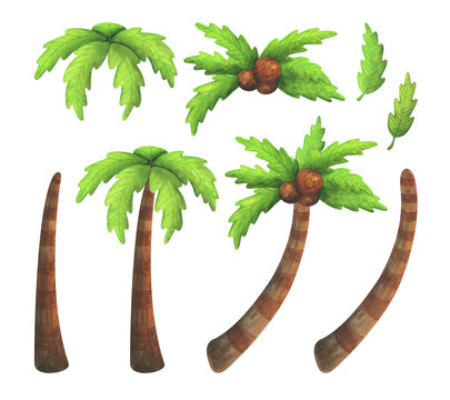 Palm tree. A set of watercolor clipart for the decoration of tropical trees with coconuts. Leaves, trunks, crown isolated on a white background, painted in watercolor in children's style