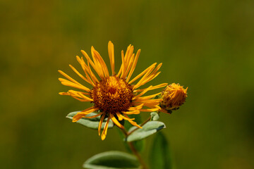 A close-up photo of AlantS (in Latin Elecampane).  It is native to Eurasia from Spain to Xinjiang Province. This photo is from Turkey where is so wealthy about the species of plants. 