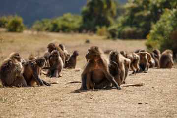 Monkeys are sitting on dry ground in their flocks and are wary of attackers