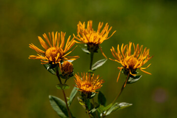 A close-up photo of AlantS (in Latin Elecampane).  It is native to Eurasia from Spain to Xinjiang Province. This photo is from Turkey where is so wealthy about the species of plants. 