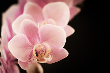 Fototapeta na wymiar Orchideenblüten in rosa pink mit Freiraum Hintergrund dunkel 