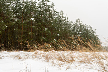 A fragment of a meadow with stalks of dry grass and young spruces. Snow in fields and conifers. Winter cloudy day