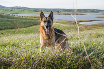 Beautiful German Shepherd dog in the countryside