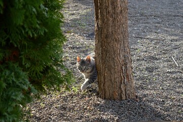 a gray cat behind a tree