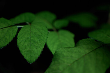 Green plant leaves against a black background. side view. decorative. light painting. selective focus .
