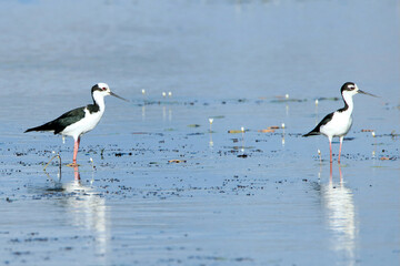 White-backed Stilt (Himantopus melanurus) and Black-necked Stilt (Himantopus mexicanus) in the same photo in the lagoon in Camaçari, Bahia