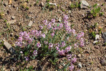 A shot of a single yellow tulip.