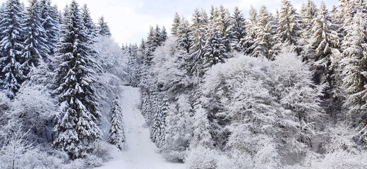 Winter forest covered with snow. The trees are covered with snow.