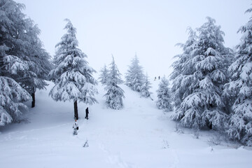 A group of hikers walking through a snowy Cedar Forest in northern Lebanon