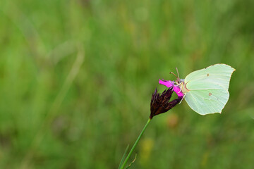 A small yellow brimstone butterfly sits on a small meadow flower against a green background in summer