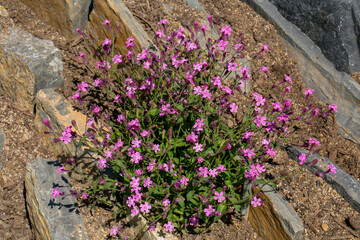 Fototapeta premium The rock soapwort or tumbling Ted, is a species of semi-evergreen perennial flowering plant belonging to the family Caryophyllaceae, native to south western and southern central Europe.