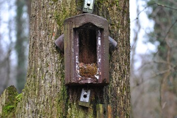 Baumläufernistkasten geöffnet