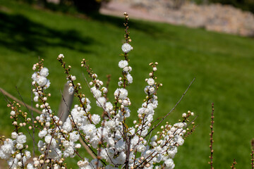 Perfect reflection of the white color of the flower known as prunus glandulosa alba plena