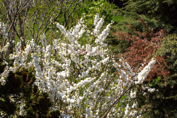 Perfect reflection of the white color of the flower known as prunus glandulosa alba plena