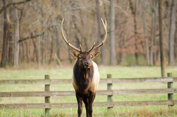 Arkansas Bull Elk