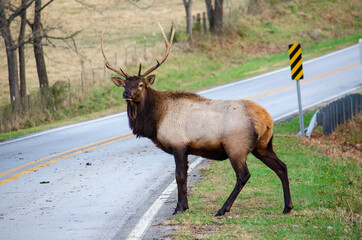 Rocky Mountain Bull