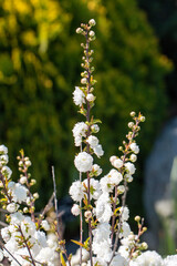 Perfect reflection of the white color of the flower known as prunus glandulosa alba plena