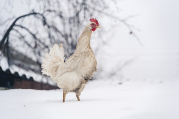 Close up of white dirty chicken walking on roof in garden in wintertime.