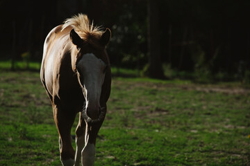 Young horse in low key lighting walking through farm field.