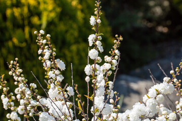 Perfect reflection of the white color of the flower known as prunus glandulosa alba plena