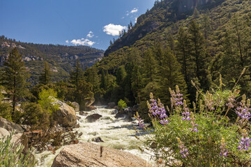 Merced River flowing through Yosemite Valley, Yosemite National Park, California, USA