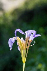 Beautiful, close up photo of Northern blue flag also known as the Iris versicolor. This flower...