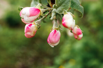Beautiful white apple blossom flowers in spring time. Background with flowering apple tree. Inspirational natural floral spring blooming garden or park. Flower art design. Selective focus.