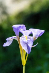 Beautiful, close up photo of Northern blue flag also known as the Iris versicolor. This flower...