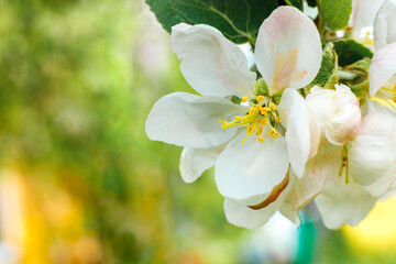 Obraz premium Beautiful white apple blossom flowers in spring time. Background with flowering apple tree. Inspirational natural floral spring blooming garden or park. Flower art design. Selective focus.