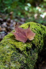 bosque de maple en talpa de Allende, Jalisco, mexico