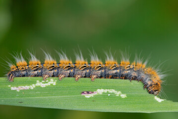 oak eggar catterpillar eating plant. close up yellow catterpillar. details in nature. nature background