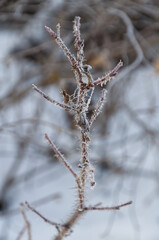 Frosted Branches in the Winter