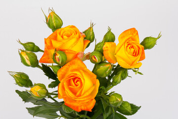 Beautifull orange roses isolated on white background. Copy space