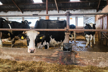 Cow on the farm. Meat industry. 