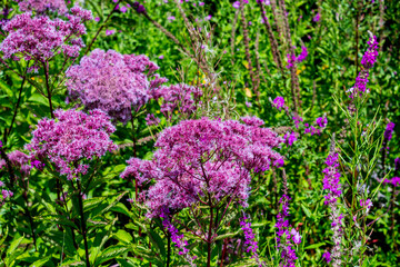 Bergwiese mit pinken Blumen