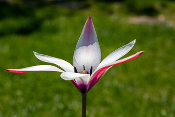 An amazing photo of Tulipa clusiana, which was seen in Denizli. Tulipa clusiana, the lady tulip, is an Asian species of tulip native to the middle east and the western Himalayas.