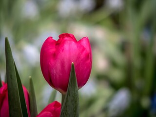 Red tulip close-up on a green background.