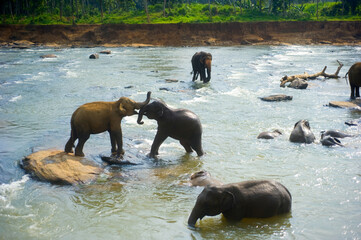 Pinnawala Elephants Orphanage. Sri Lanka