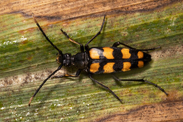 Four-banded Longhorn Beetle (Leptura quadrifasciata)  on a leaf. Place for text. Top view.