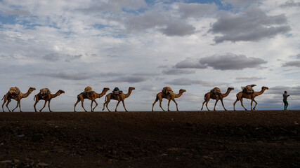 ethiopian salt lake landscape where camels are used to transport salt