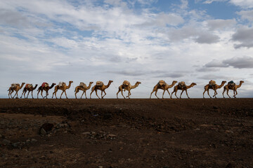 Fototapeta na wymiar ethiopian salt lake landscape where camels are used to transport salt