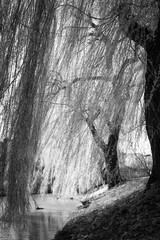 Sunbeams through the hanging foliage of a weeping willow along the water, executed in black and white.