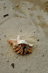 Krabbe am Strand auf Sansibar 