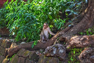 Asian Monkey Of India